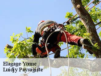 Elagage 89 Yonne Luidjy Paysagiste